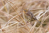 Le Conte's Sparrow