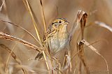 LeConte's Sparrow