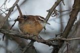 Carolina Wren