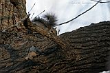 Eastern Gray Squirrel