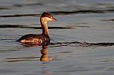 Horned Grebe at sunset (basic plumage)