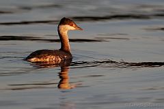 Horned Grebe