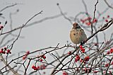 American Tree Sparrowborder=