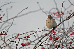 American Tree Sparrow