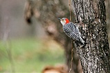 Red-bellied Woodpecker