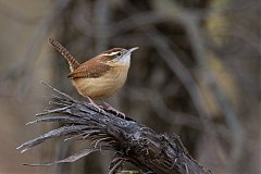 Carolina Wren