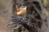 Carolina Wren