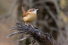 Carolina Wren