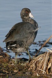 American Coot