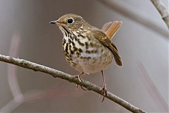 Hermit Thrush