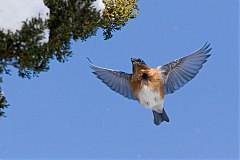 Eastern Bluebird