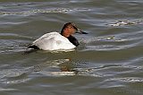 Canvasback (male)