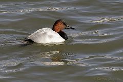 Canvasback