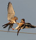 American Kestrels skirmishing