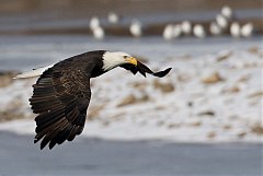 Bald Eagle