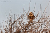 Rough-legged Hawk