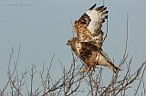 Rough-legged Hawk