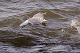 Iceland Gull