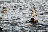 Iceland Gull