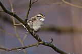 White-throated Sparrow