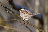 White-throated Sparrowborder=