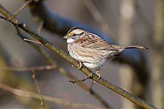 White-throated Sparrow