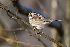 White-throated Sparrow