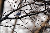 Blue Jay