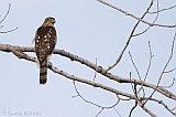 Cooper's Hawk (juvenile female)