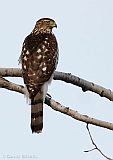 Cooper's Hawk (juvenile female)