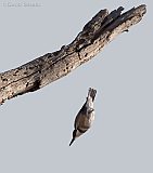 Belted Kingfisher (female)