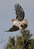 Red-tailed Hawk (adult)