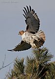 Red-tailed Hawkborder=