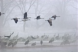 Sandhill Crane