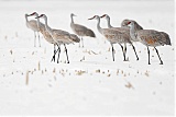 Sandhill Craneborder=