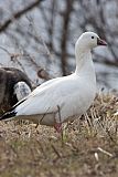 Ross's Gooseborder=