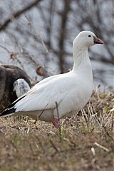 Ross's Goose