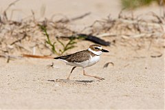 Wilson's Plover