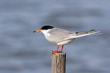 Forster's Tern