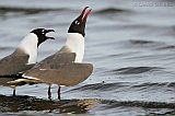 Laughing Gull pair on the beach