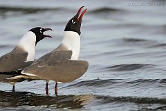 Laughing Gull