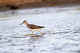 Lesser Yellowlegs