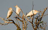 Cattle Egrets at sunset