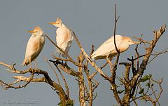 Western Cattle-Egret