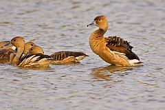 Fulvous Whistling-Duck