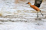 Fulvous Whistling-Duck