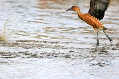 Fulvous Whistling-Duck