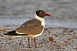 Laughing Gull at sunset