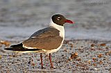 Laughing Gull