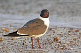 Laughing Gull